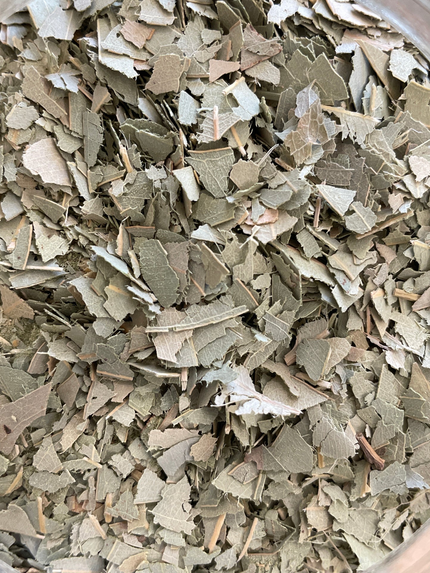 Eucalyptus